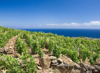 Doc Maremma Toscana, approvata la modifica del disciplinare