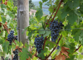 Casavecchia & Palagrello, il Wine Festival di Pontelatone