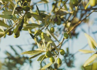 Olio DOP Chianti Classico, la raccolta è eccezionale