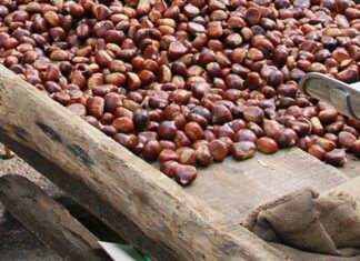 Palazzuolo sul Senio, al via la “Sagra del Marrone e dei Frutti del Sottobosco”