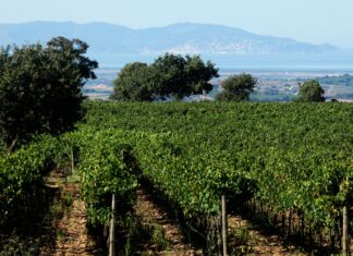 Enoturismo, la formazione la faranno i Consorzi di Tutela