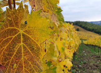 Ristrutturazione vigneti, poche le risorse a disposizione