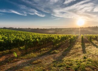 Chianti Classico, sostegno di Regione Toscana alla candidatura Unesco
