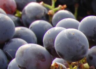 Vino Chianti, produzione in calo ma di alta qualità