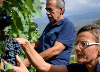 Vendemmia 2025, Italia torna ai vertici mondiali