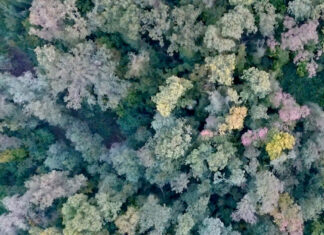 Villa Bogdano 1880, custode del bosco di Lison