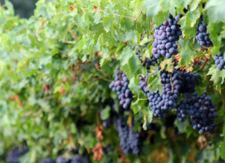 Passo indietro della UE sulle nuove regole sui pesticidi