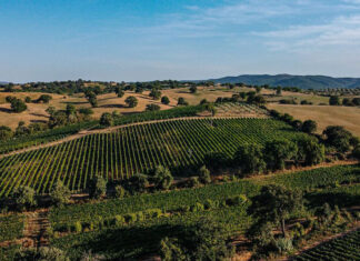 Morellino, in crescita prezzo e posizionamento