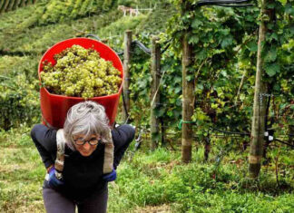 Trentino, il vino e la grappa si uniscono per promuovere il territorio
