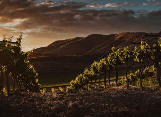 La sostenibilità chiama, il settore viticolo risponde