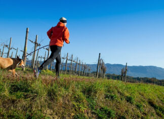 Vino e turismo, le prime 10 esperienze più richieste