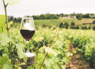 Oltre 20 milioni per investimenti e promozione ai viticoltori toscani