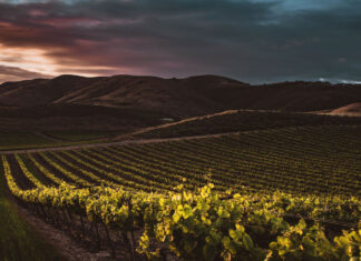 Cambiamenti climatici: Icewine a rischio