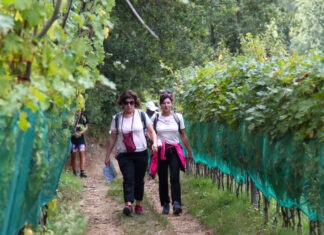 Oil&Wine 8K Walk alla scoperta di una Toscana unica