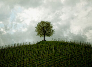 Cambiamento climatico, quali vini ci dobbiamo aspettare?