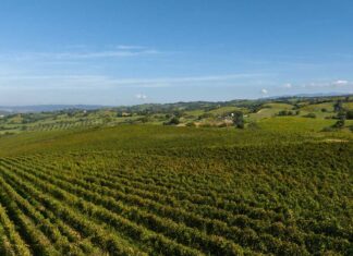 Ciliegiolo, un evento dedicato alla riscoperta di un vitigno autoctono