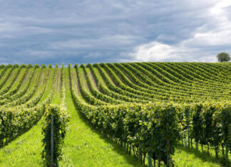 Il Vigneto Sannio tra i protagonisti della 55esima edizione di Vinitaly