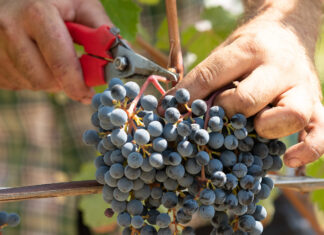 Il Consorzio Barolo e Barbaresco contro il caporalato nei vigneti