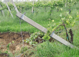 Consorzio Vini Colli Bolognesi: l’impatto dell’alluvione sui vigneti del territorio