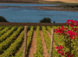 Assoenologi Sicilia e il futuro del vino siciliano