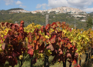 Storia della viticoltura, la Basilicata prova a riscriverla
