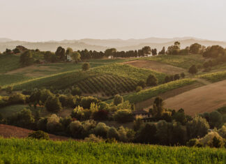 Itinerario nei Colli Bolognesi, dove vino, natura e cultura si incontrano