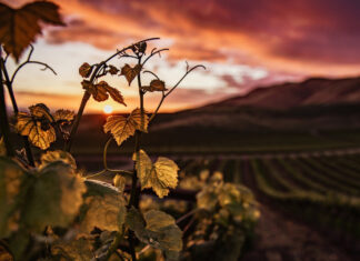 Toscana da degustare: Castelnuovo Berardenga, Bolgheri e la Maremma