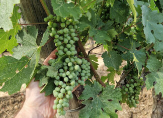 Viticoltura 4.0: Enovitis in Campo