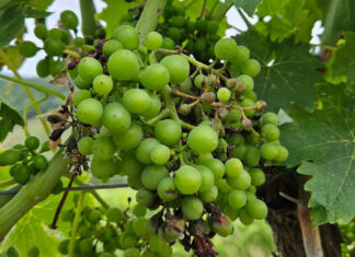 Allarme Peronospora, cali fino al 40%