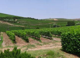 Vitigni autoctoni, la riscoperta dei vignaioli biodinamici