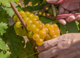 Asti DOCG, via alla vendemmia 2023