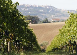 Toscana: più fondi per la viticoltura nel 2024/2025