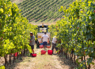 Il Lambrusco in nomination per i Wine Enthusiast