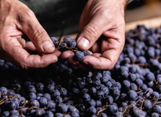 Reboro. Territorio & Passione