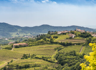 Il Consorzio Vini Collio celebra 60 anni di eccellenza vinicola