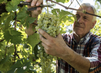 Vendemmia 2024: qualità elevata nonostante le sfide climatiche