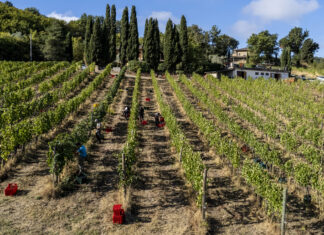 Nuovo sito web per la Strada del Vino della Valtellina