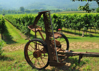 Colli Berici: biodiversità in vigna, 20 vitigni rari da salvare