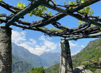 Erbaluce: vitigno antico, un dono dei Celti al Piemonte