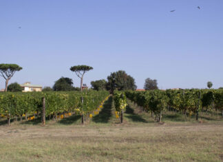 RadiciVive 891: la sostenibilità applicata alla viticoltura