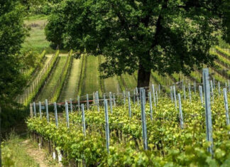 Mosnel apre le porte per il Festival Franciacorta in Cantina