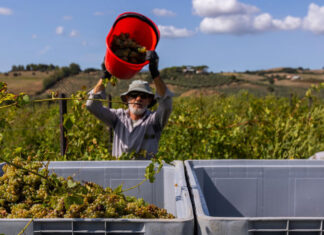 Troppo caldo, vendemmia anticipata anche in Toscana