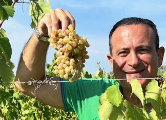 Riparbella, vendemmia 2024 promette qualità e quantità
