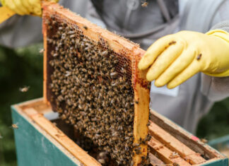 Miele Toscano: annata record dopo anni difficili