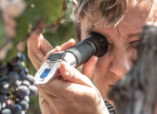 Longevitis: il progetto che allunga la vita del vino
