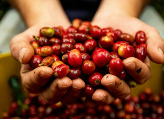 Agroalimentare italiano: export 2024 da record