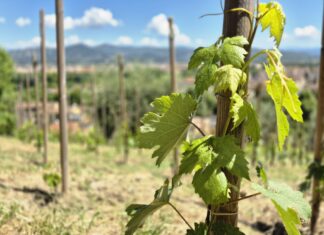 Vigna Michelangelo: un anno e il ritorno dei vigneti a Firenze
