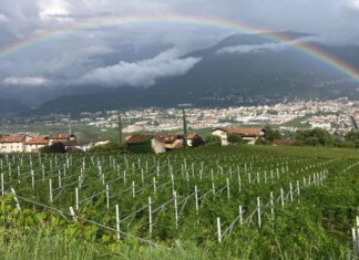 Marzemino in Vallagarina: la Vigna Eccellente 2025
