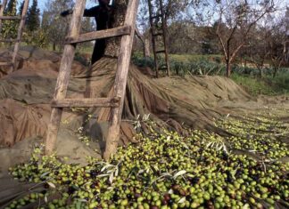 Festival dell’olio SI.EVO, la Valdisieve protagonista